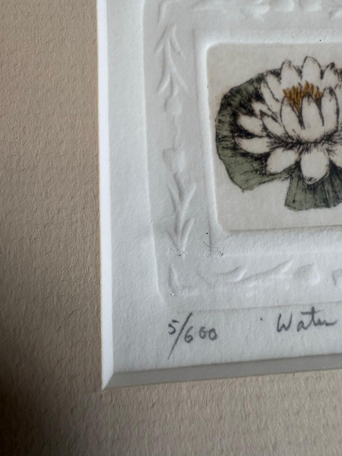 Framed Limited Edition Water Lily Etching 5/60