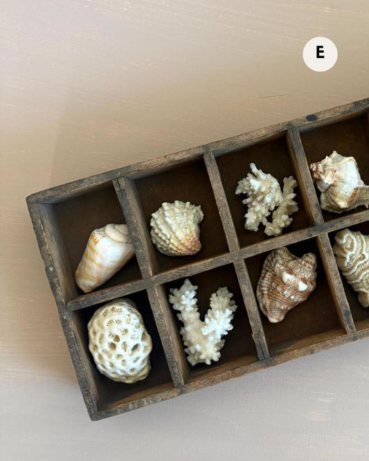 French Souvenir Jewelry Casket with Églomisé Eiffel,  Collector's Box with 5 Coral Fragments & 5 Shells , and Three Shell Sculpture - Collector & Curator