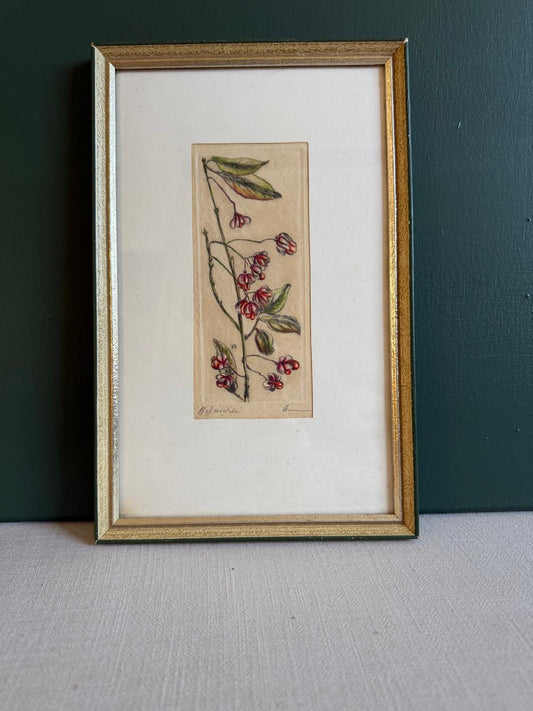 Vintage Botanical Handcolored Lithograph  Pfaffenhütchen European Spindle - Collector & Curator