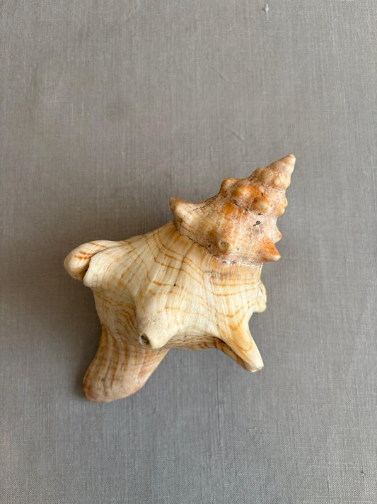 Shell - Collector & Curator