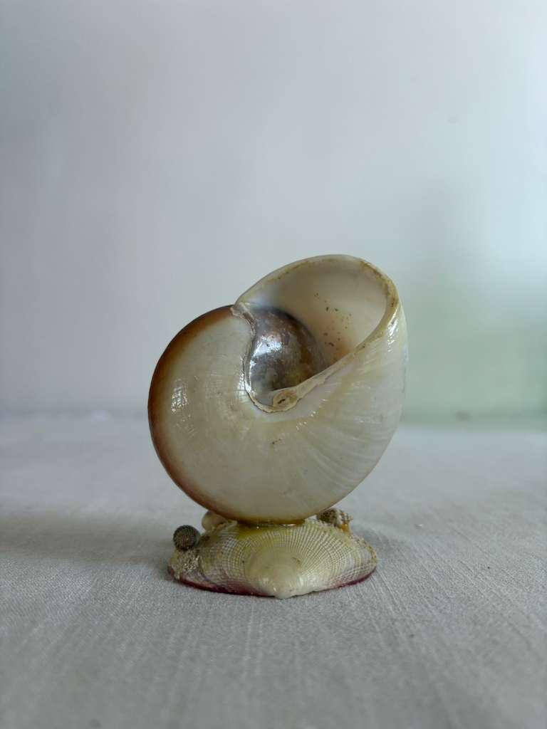 Impressionist Style Harbor Scene;  Vintage Green Majolica Scallop Shell Dish; Muffin Snail Sculpture; Vintage Salins France  Oyster Plate; Vintage Seashell Art Souvenir - Collector & Curator