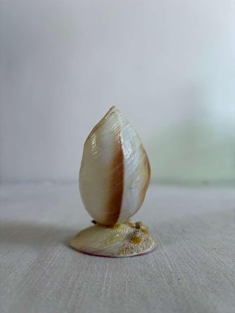 Impressionist Style Harbor Scene;  Vintage Green Majolica Scallop Shell Dish; Muffin Snail Sculpture; Vintage Salins France  Oyster Plate; Vintage Seashell Art Souvenir - Collector & Curator
